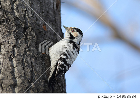 Lesser-spotted woodpecker Lesser-spotted woodpecker 14993834