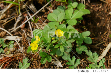 ヘビイチゴの花 14993857
