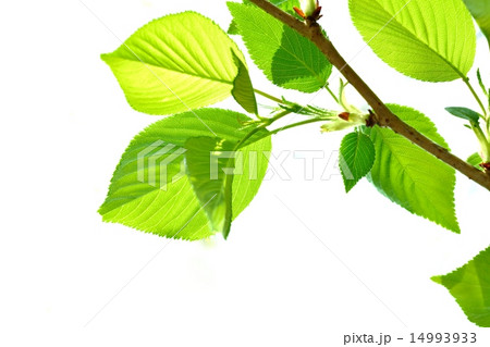 新緑イメージ（萌黄色） 14993933