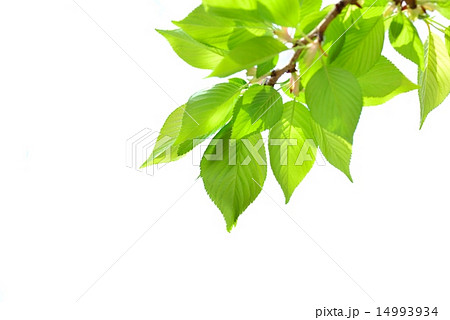 新緑イメージ(萌黄色) 新緑イメージ(萌黄色) 14993934