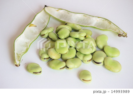 そら豆 14993989
