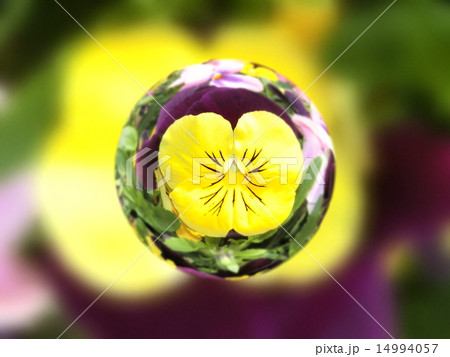 宙玉　パンジー 14994057