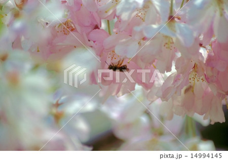 桜と蜂 14994145