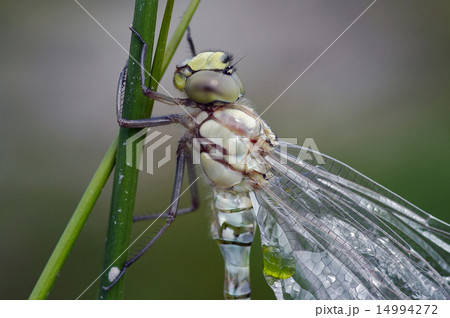 dragon fly dragon fly 14994272