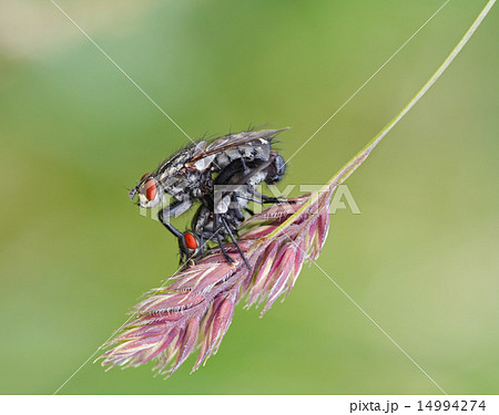 flies flies 14994274