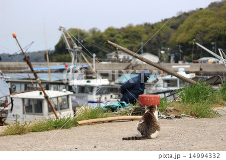 真鍋島の猫（岡山県） 14994332