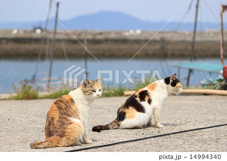 真鍋島の猫(岡山県) 14994340