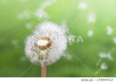 タンポポの綿毛 14994432