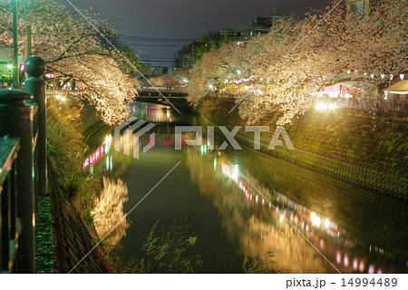 横浜 大岡川 大井橋と鶴巻橋の間の夜桜 横浜 大岡川 大井橋と鶴巻橋の間の夜桜 14994489
