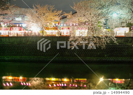 横浜　大岡川　大井橋と鶴巻橋の間の夜桜 14994490