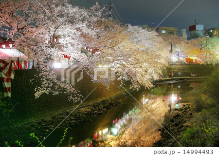横浜　大岡川　弘岡橋と観音橋の間の夜桜 14994493