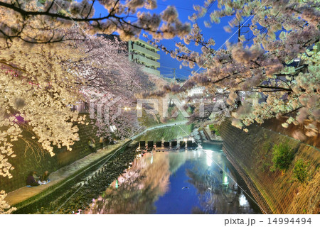 横浜　大岡川　弘岡橋と観音橋の間の夜桜 14994494