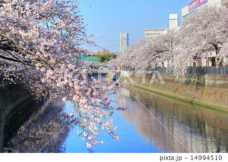 横浜　大岡川　蒔田橋と井土ヶ谷橋の間の桜 14994510