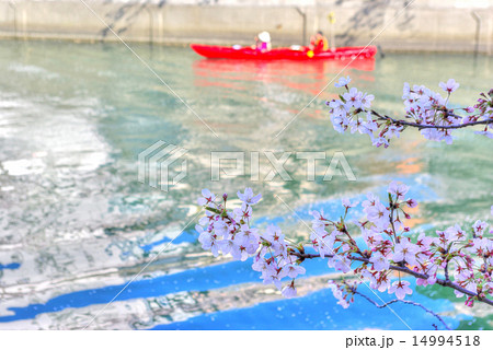 横浜　大岡川　桜と川を下るカヌー 14994518
