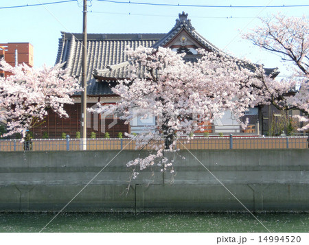 横浜　大岡川の桜と瑞延寺 14994520