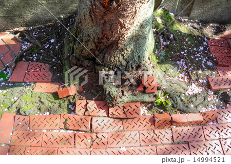 街路樹の根上がりによる歩道の損傷 14994521
