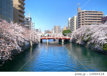 横浜 大岡川 栄橋から太田橋方面の桜並木 横浜 大岡川 栄橋から太田橋方面の桜並木 14994528