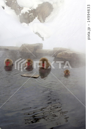温泉に入る猿 14994633