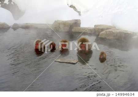 温泉に入る猿 14994634