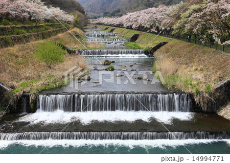 宮城野早川堤の桜 宮城野早川堤の桜 14994771