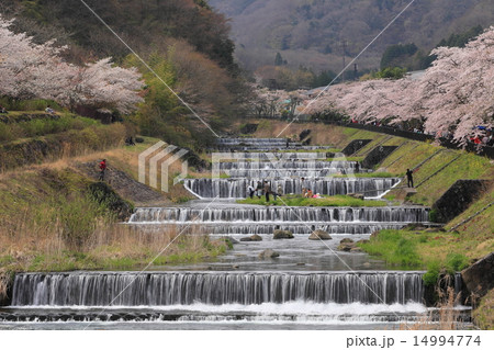 宮城野早川堤の桜 宮城野早川堤の桜 14994774