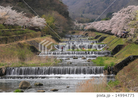 宮城野早川堤の桜の写真素材
