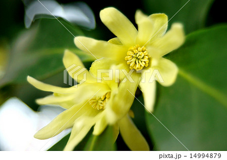 シキミの花 14994879