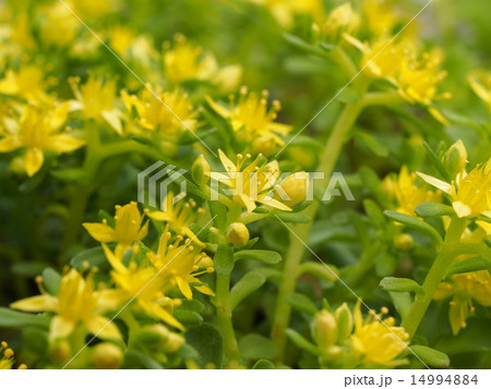 ヤハズマンネングサ ヤハズマンネングサ 14994884