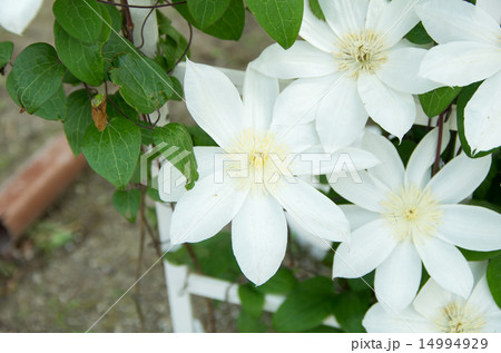 テッセン テッセン 14994929