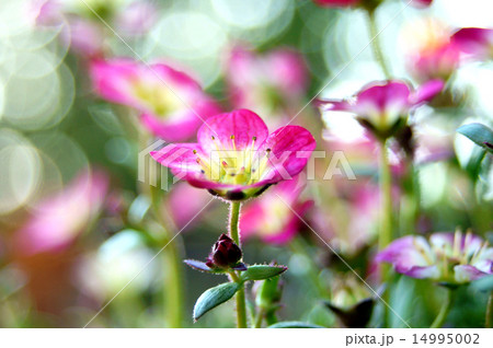 セイヨウクモマグサ 14995002