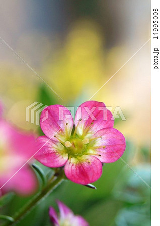 セイヨウクモマグサ セイヨウクモマグサ 14995003