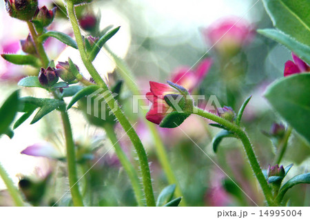 セイヨウクモマグサ セイヨウクモマグサ 14995004