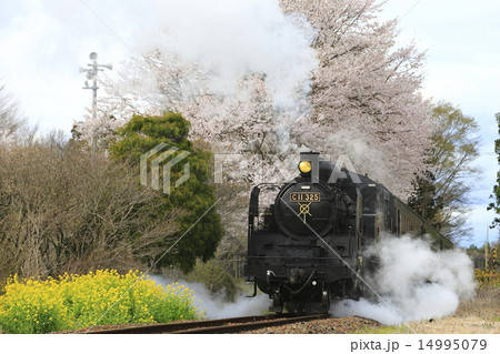 春の真岡鉄道SL 14995079