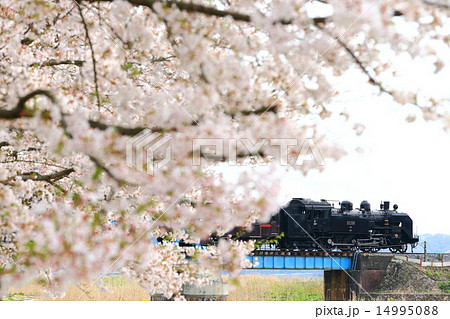 春の真岡鉄道SL 14995088