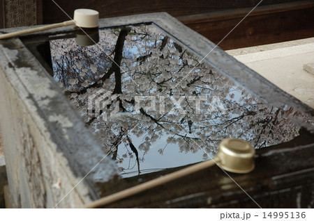 映り込みの桜 14995136