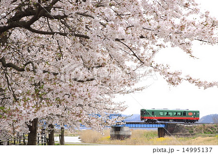 春の真岡鉄道 14995137