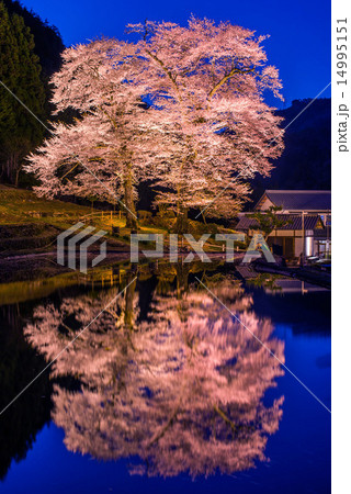 苗代桜ライトアップ 14995151