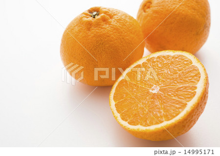 デコポン 14995171