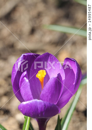 クロッカス・フラワーレコード 14995487