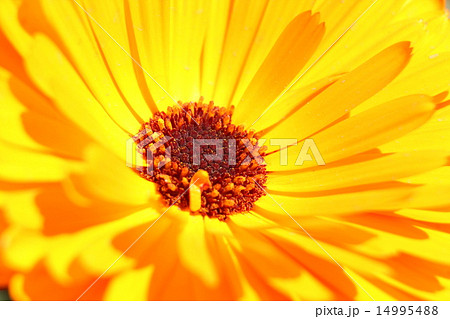 キンセンカ・アリス キンセンカ・アリス 14995488