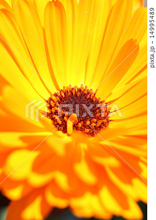 キンセンカ・アリス キンセンカ・アリス 14995489