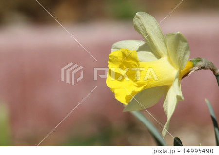 スイセン トッポリーノ スイセン トッポリーノ 14995490