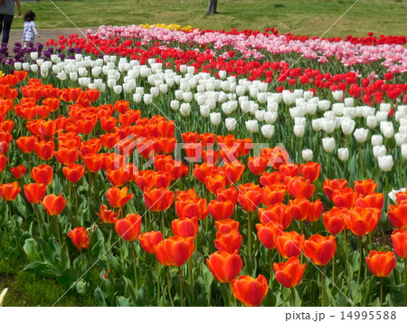 春のチューリップ 14995588