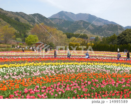 チューリップの花畑 14995589