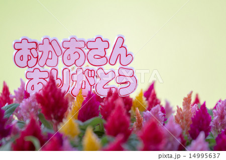 母の日　寄せ植え 14995637