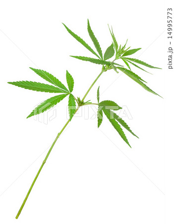 Cannabis plant 14995773