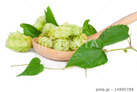 Wooden spoon with hops and leaves 14995788