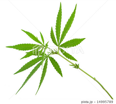 Cannabis plant 14995789