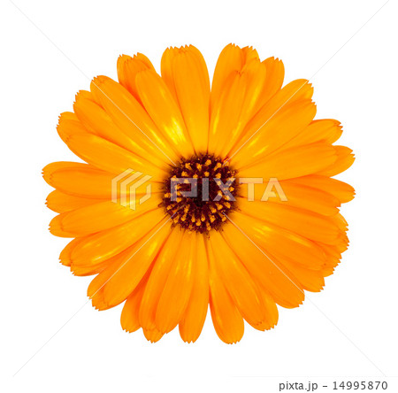 Flower of calendula Flower of calendula 14995870