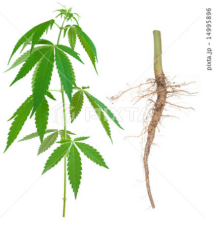 Cannabis with a root 14995896